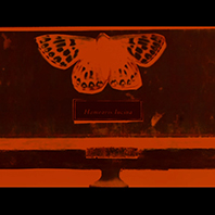 The Duke of Burgundy film